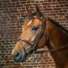 Dyon Flash Noseband Bridle W/Removable Flash