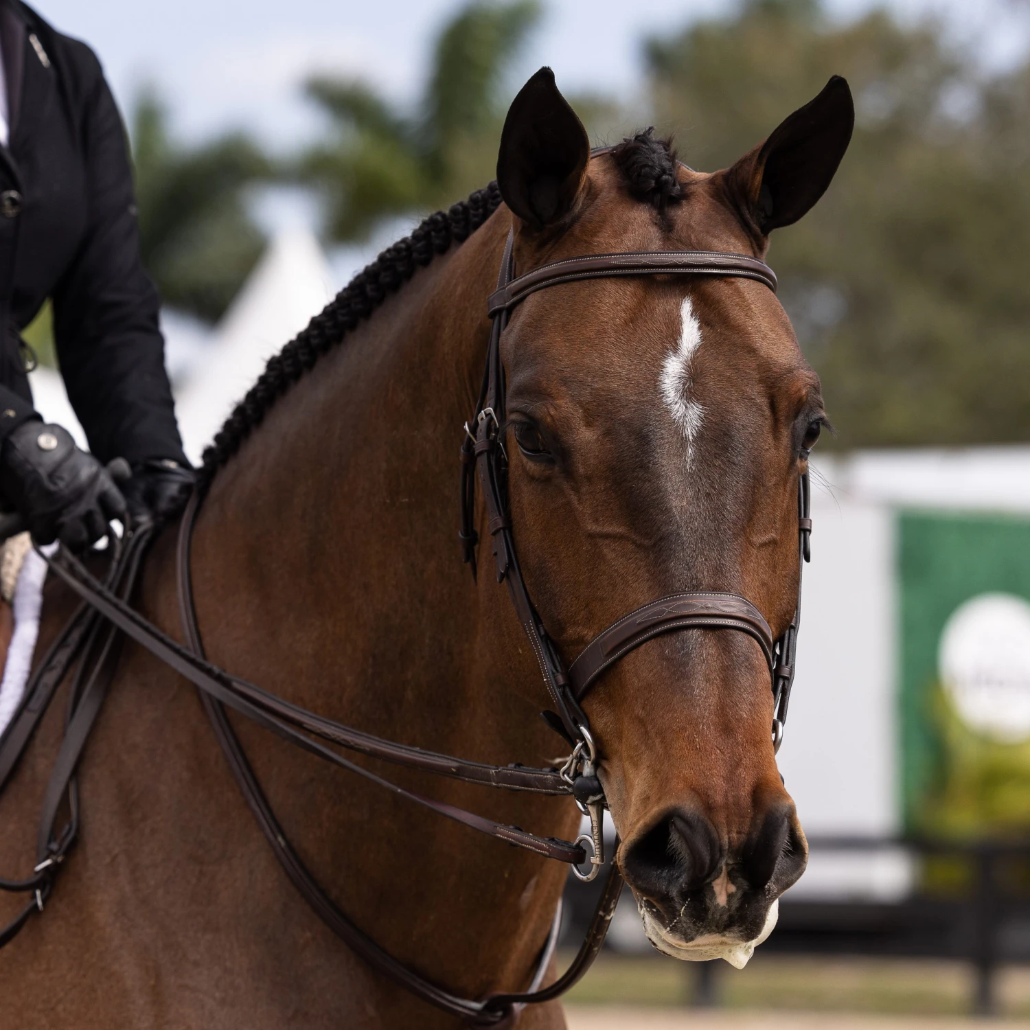 Dyon Anatomic Wide Raised Fancy Hunter Bridle 3 Dyon Anatomic Wide Raised Fancy Hunter Bridle - Image 3