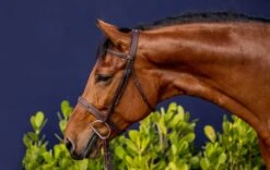 Dyon Wide Raised Fancy Stitched Hunter Bridle -RF Exclusive