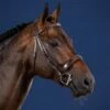 Dyon Wide Nose Hunter Bridle US Collection