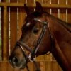 Dyon Working Fancy Stitched Flash Bridle