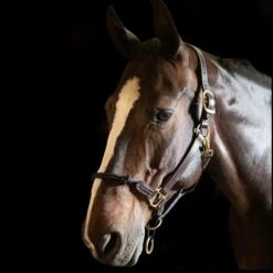 Walsh Rope Nose British Halter