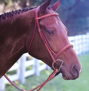 Edgewood 3/4″ Raised Fancy Stitched Padded Bridle 2 Edgewood 3/4″ Raised Fancy Stitched Padded Bridle - Image 2