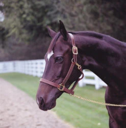 Walsh British Triple Stitched Halter 1″ Horse Size