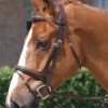 Dyon Flash Noseband Bridle Brass- Cob & Over Only