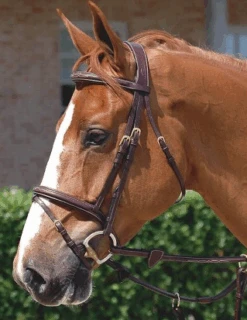 Dyon Flash Noseband Bridle Brass- Cob & Over Only