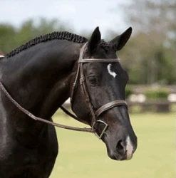 Dyon Wide Raised Fancy Stitched Hunter Bridle -RF Exclusive -Equestrian Supply Store p 12754 Dyon Wide Raised 552540637d44a 300x300