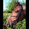 Dyon Figure Eight “No Ring” Special Bridle
