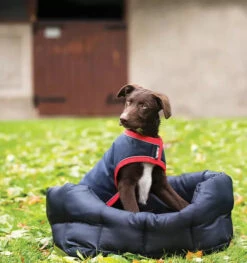 Rambo Waterproof Dog Coat