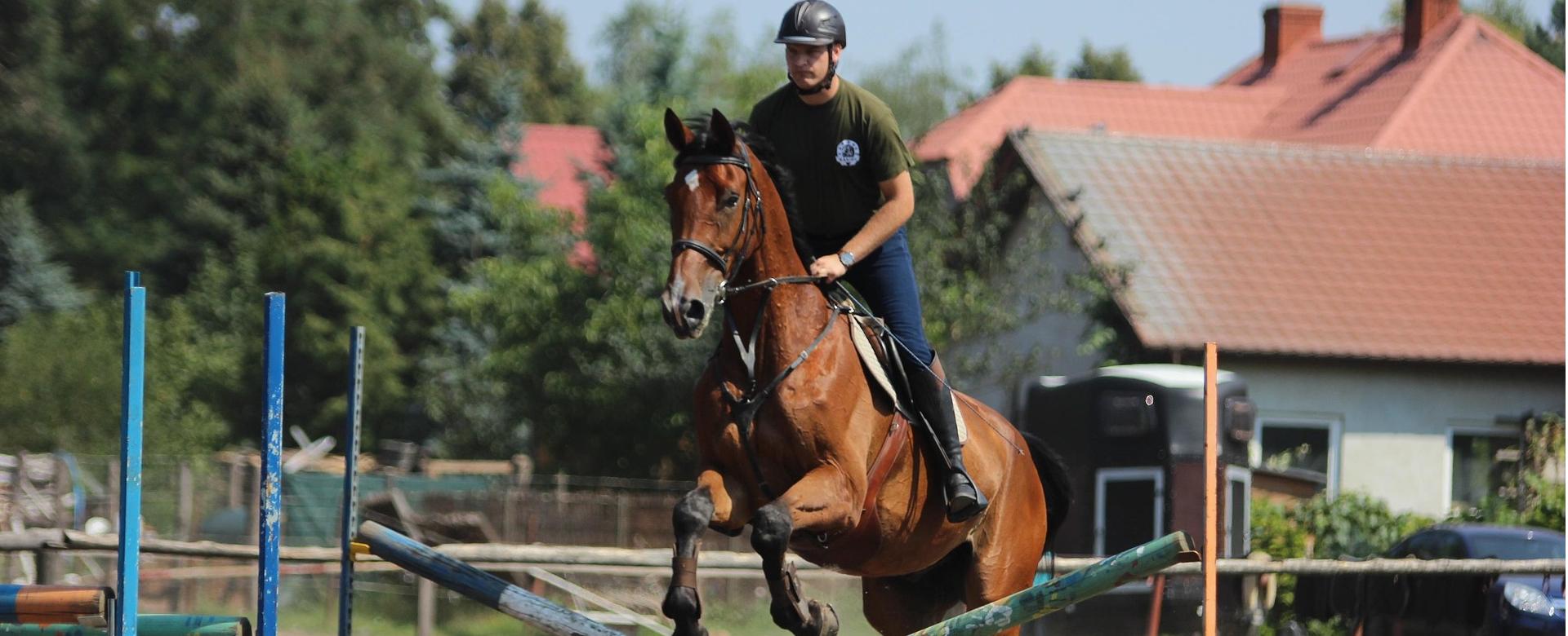 Equestrian Supply Store -Equestrian Supply Store horse 3845957 1920