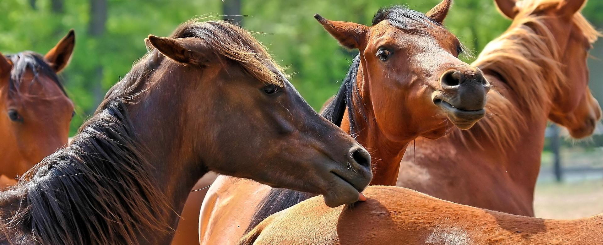 Equestrian Supply Store -Equestrian Supply Store horses 7436134 1920